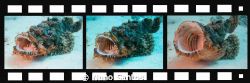My Scorpion Fish life makes a movie... by Nuno Santos 